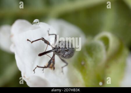 charançon de la fleur de baies, charançon de la fleur de fraises (Anthonomus rubi), se trouve sur une fleur, Allemagne Banque D'Images