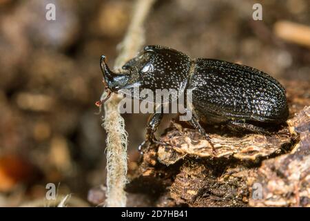 Du scarabée rhinocéros, petit scarabée rhinocéros Européen (Sinodendron cylindricum), homme, Allemagne Banque D'Images