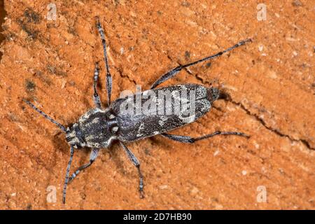 Le coléoptère de zèbre d'Aspen, borère rustique (Xylotrechus rusticus, Rusticoclytus rusticus), est installé sur du bois, en Allemagne Banque D'Images