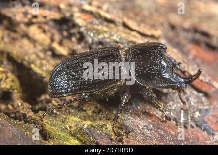 Du scarabée rhinocéros, petit scarabée rhinocéros Européen (Sinodendron cylindricum), homme, Allemagne Banque D'Images