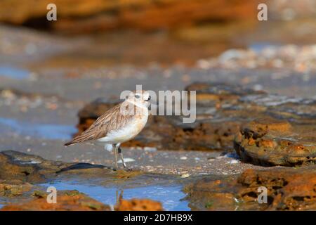 Pluvier néo-zélandais, pluvier roux, dotterel néo-zélandais (Charadrius obscurus), immature debout sur une plage avec rochers couverts, Nouvelle-Zélande, Banque D'Images