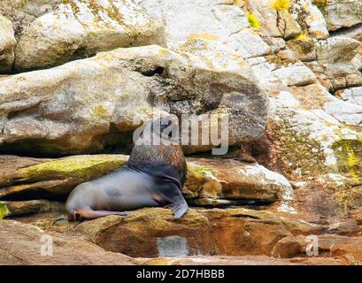 Le lion de mer de Hooker, le lion de mer de Nouvelle-Zélande, le lion de mer d'Auckland (Phocarctos hookeri), le taureau de repos sur une côte escarpée, vue latérale, Nouvelle-Zélande, les Snares Banque D'Images