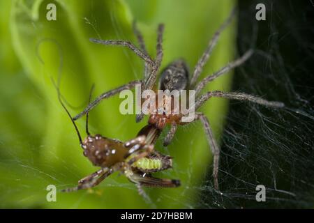 Entonnoir à herbe, araignée labyrinthe (Agelena labyrinthica), avec rashopper pêché, Allemagne Banque D'Images