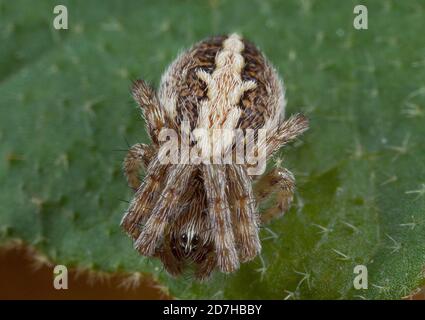 Oakleaf orbweaver (Araneus ceropegius, Aculepeira ceropegia), est assis sur une feuille, en Allemagne Banque D'Images