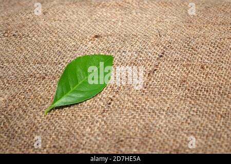 Feuille de citron isolée sur un fond de tissu doré . L'un des plus isolés de citron laisse que vous avez vu Banque D'Images