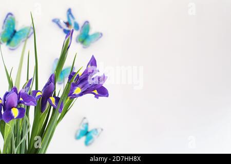 Iris mauve sur un fond blanc avec des papillons Banque D'Images