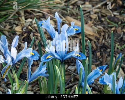 Un petit groupe d'Iris reticulata Alida montrant la pâle pétales bleus avec une chute centrée en jaune Banque D'Images