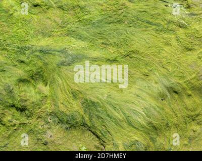 Un motif de brins d'algues vert lime laissé par une rivière marémotrice Banque D'Images