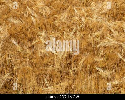 Gros plan d'une petite partie d'un champ de 6 rangs d'orge mûr et doré prêt pour la récolte Banque D'Images