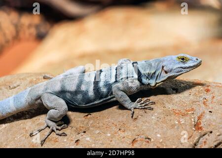 gros plan d'un lézard bleu baja sur pierre Banque D'Images