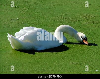 Mute Swan (Cygnus olor) se nourrissant sur un étang recouvert d'algues filamentus vertes flottantes. Le bouton prononcé sur le bec est plus grand chez les mâles (épis) Banque D'Images