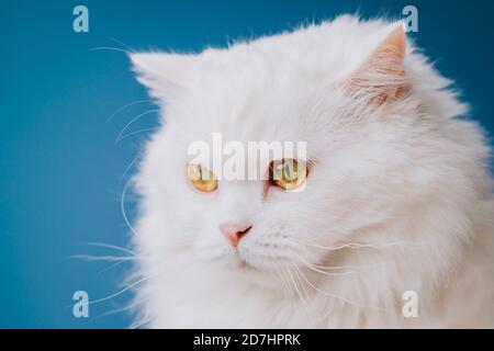 Portrait d'un chat doux, droit et haut de la terre, avec de longs cheveux. Concept animal frais. Prise de vue en studio. Chatsycat blanc sur fond bleu. Banque D'Images