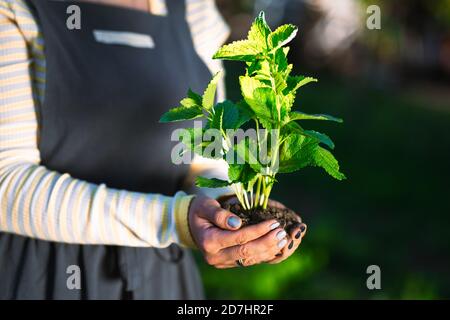 Jardinier femelle tenant une plante à la menthe germé dans le sol. Agriculture, soin de la Terre mère, conservation de l'environnement, concept de récolte. Gros plan Banque D'Images