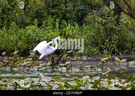 Pêche à l'aigrette dans les marécages marécageux dans l'obscurité du matin. Banque D'Images