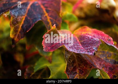 Gros plan sur les feuilles colorées de la tenue d'automne Banque D'Images