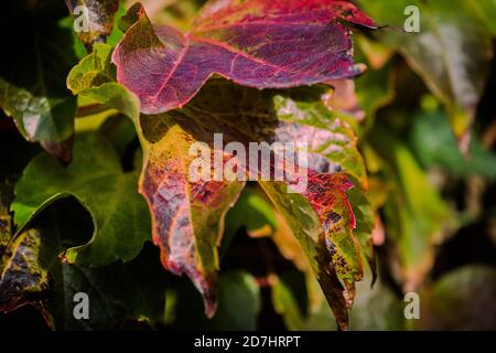 Gros plan sur les feuilles colorées de la tenue d'automne Banque D'Images