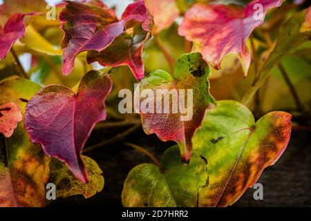 Gros plan sur les feuilles colorées de la tenue d'automne Banque D'Images