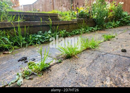 Vue rapprochée des mauvaises herbes qui se développent entre les dalles d'un patio dans un jardin résidentiel. Banque D'Images