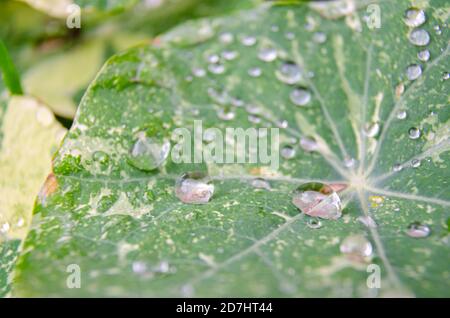 Vue rapprochée des gouttelettes d'eau sur une feuille de nasturtium. Banque D'Images