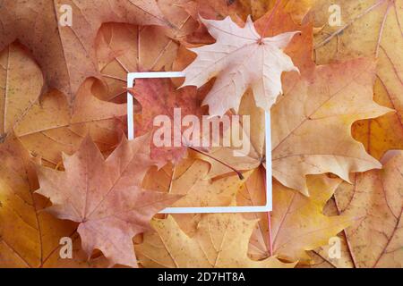 Mise en page créative composée de feuilles d'automne colorées et d'un cadre en papier blanc. Pose à plat. Banque D'Images