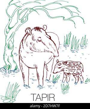 Illustration vectorielle tapir dessinée à la main Illustration de Vecteur