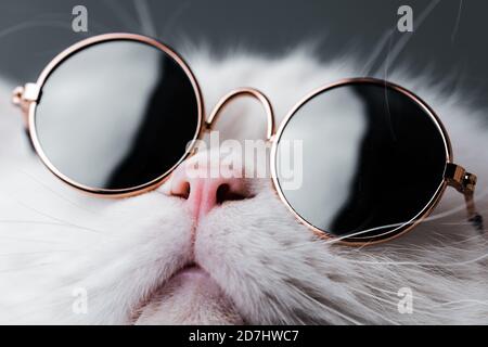 Vue très rapprochée de l'animal domestique étonnant dans miroir rond lunettes de soleil de mode est isolé. Chat furry en studio. Animaux, amis, concept de maison. Banque D'Images