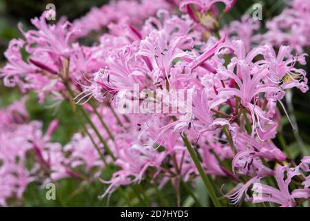 Nerine bowdenii frontière de fleurs roses dans les jardins publics, Abergavenny, pays de Galles, Royaume-Uni Banque D'Images