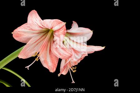 Fleurs d'Amaryllis (Hipperastrum) isolées sur fond noir Banque D'Images