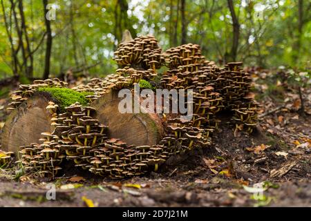 grand groupe de champignons sur une souche d'arbre dans le Veluwe en automne avec de la mousse verte entre les deux Banque D'Images