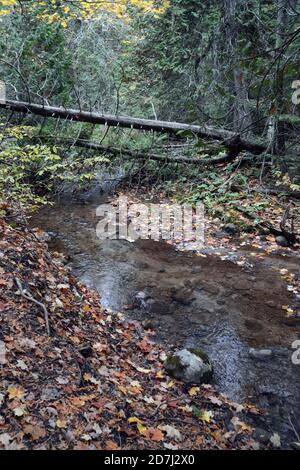 La rivière Boyne traverse le parc provincial de Boyne Valley, le long du sentier Bruce à l'automne, dans le sud d'Ontarrio, au Canada Banque D'Images
