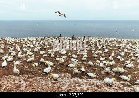 Colonies de gantets du Nord, Morus bassanus, sur l'île Bonaventure, golfe du Saint-Laurent, péninsule de Gaspe, Québec, Canada. Ile-Bonaventure-et-du-Roch Banque D'Images