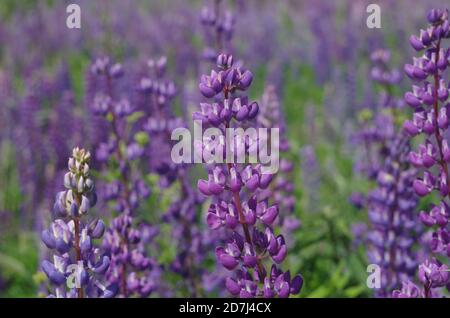 Gros plan de lupins violets, sur le terrain, jour ensoleillé, herbe verte, bokeh, Russie, Banque D'Images