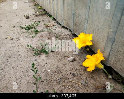 Des fleurs jaunes ont été germées sous la clôture. Banque D'Images