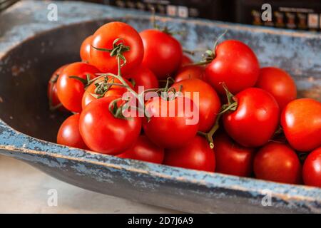 Tomates fraîchement cueillies dans un bol en bois peint Banque D'Images