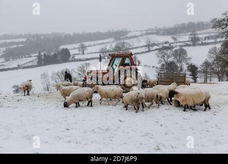 Les éleveurs de moutons du Somerset nourrissent des moutons par une journée enneigée en hiver Banque D'Images