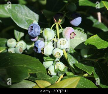 Bleuets mûrissant sur la plante Banque D'Images