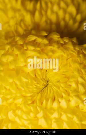 Vue du dessus de la marguerites dorée en porcelaine haute en couleur. Magnifique fond jaune romantique. Gros plan extrême, image macro. Banque D'Images