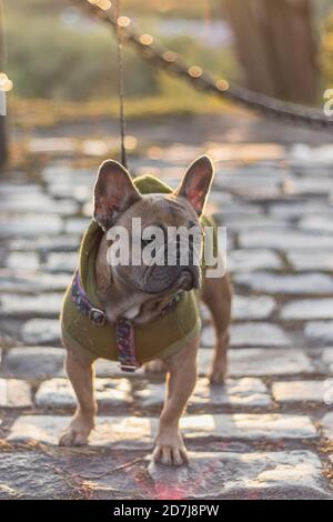 Joli Bulldog français en sweat à capuche, coucher de soleil sur la chaussée Banque D'Images