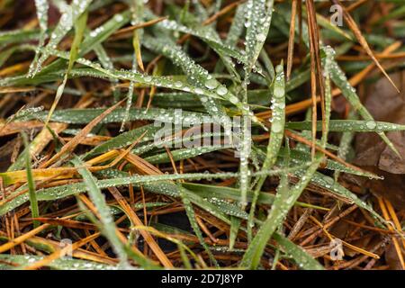 Automne rosée du brouillard sur l'herbe verte avec des feuilles sèches Banque D'Images