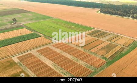 Diverses sections de champ de couleurs vertes et brunes avec des routes au sol près de la forêt dense verte sous la lumière du soleil d'été panoramique aérien. Vue de dessus de drone. Banque D'Images