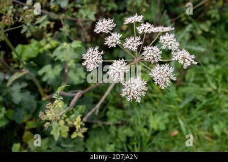 Parsnip de vache ( Heracleum sphondylium) Croissance près d'un lac à Surrey Banque D'Images