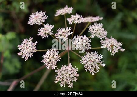 Parsnip de vache ( Heracleum sphondylium) Croissance près d'un lac à Surrey Banque D'Images