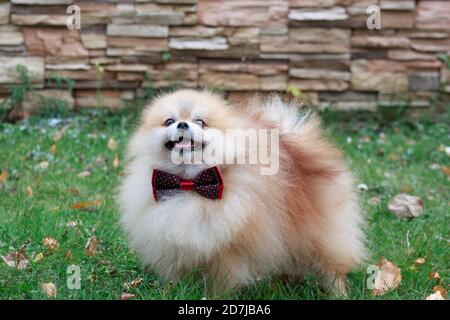 Pomeranian chiot dans beau noeud-cravate est debout sur une herbe verte. Animaux de compagnie. Banque D'Images