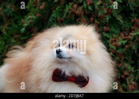 Pomeranian spitz chiot dans beau noeud papillon gros plan. Animaux de compagnie. Banque D'Images