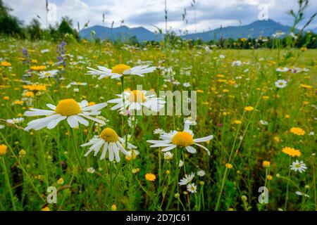 Les Marguerites fleurissent au printemps Banque D'Images