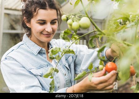 Gros plan sur une jeune femme souriante qui cueille des tomates des plantes serre Banque D'Images