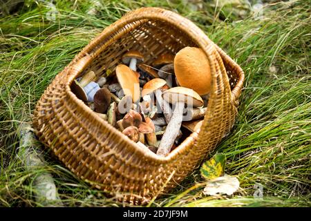 Panier rempli de champignons conservés sur l'herbe dans la forêt Banque D'Images
