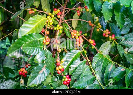 Bouquet de café arabica coloré sur les branches de l'arbre à café. Les fruits du café contiennent une grande quantité de caféine. En raison de la couleur du café mûr Banque D'Images