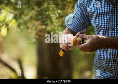 Gros plan de l'homme coupant des champignons avec un couteau dans la forêt Banque D'Images