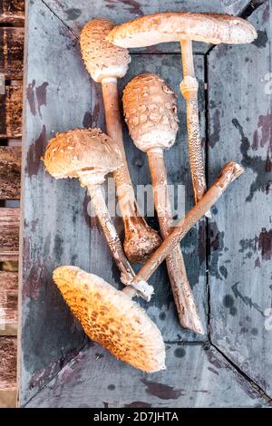 Champignons fraîchement cueillis à l'intérieur de la vieille caisse Banque D'Images